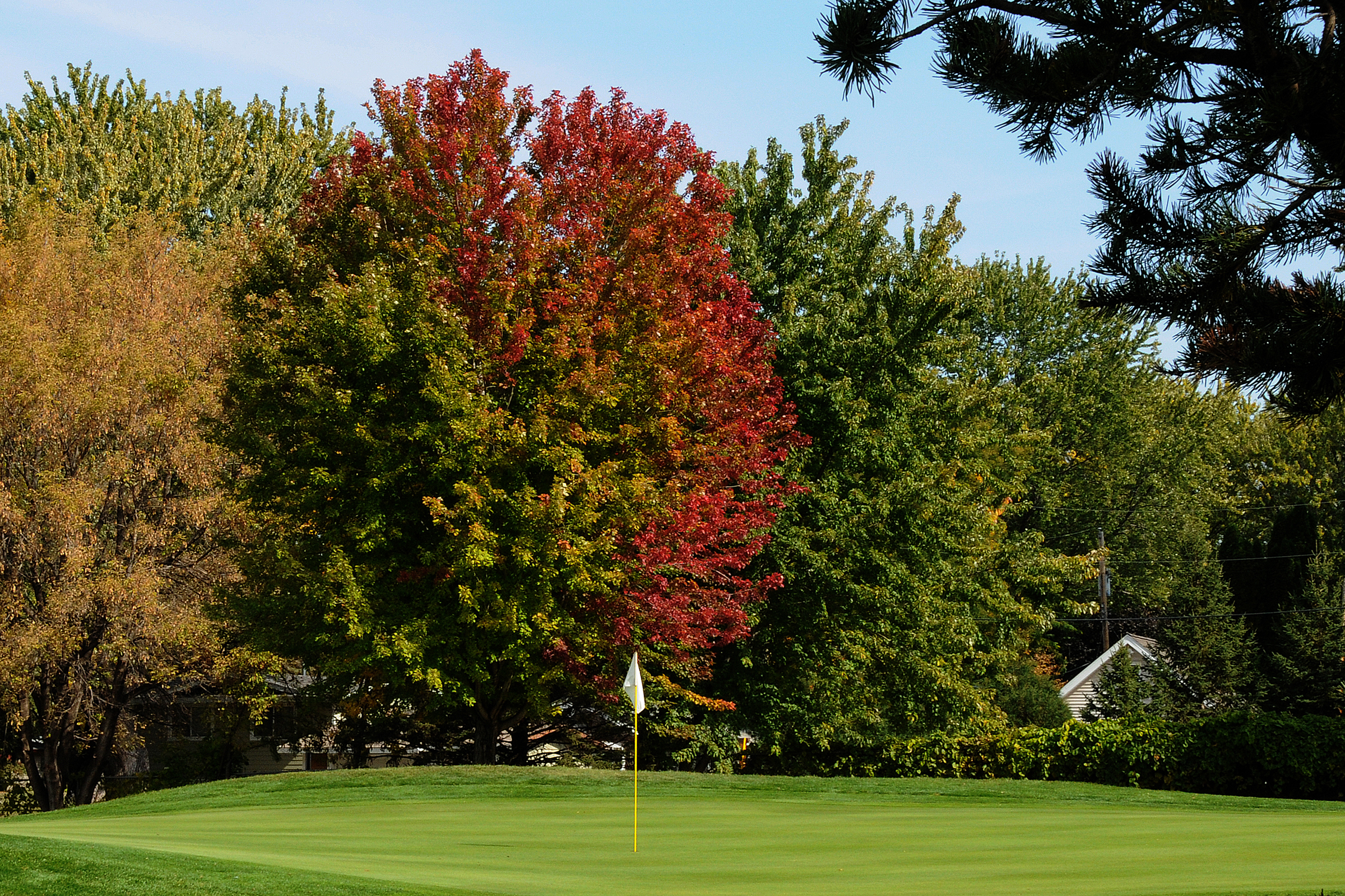 Dwan #6 Green